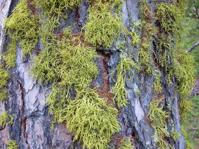 Letharia vulpina © Cyril Coursier - Parc national des Ecrins