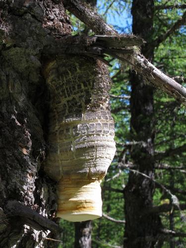 Polypore du mélèze © Marc Corail - Parc national des Ecrins