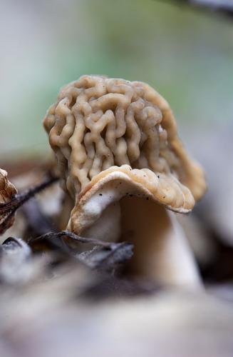 Verpe de Bohème © Thierry Maillet - Parc national des Ecrins