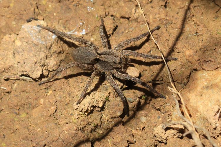 Alopecosa albofasciata © Marc Corail - Parc national des Ecrins