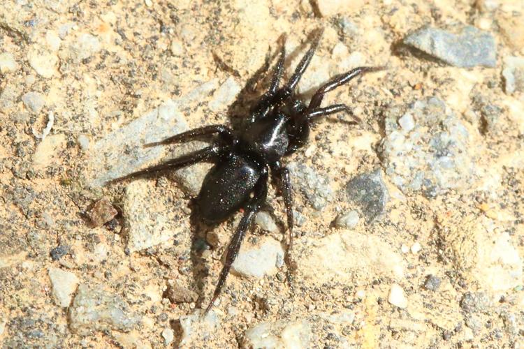 Zelotes sp © Marc Corail - Parc national des Ecrins