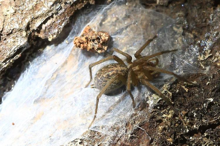 Eratigena agrestis © Marc corail - Parc national des Ecrins