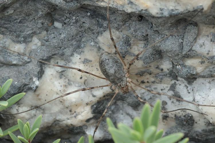 Mitopus glacialis © Marc Corail - Parc national des Ecrins