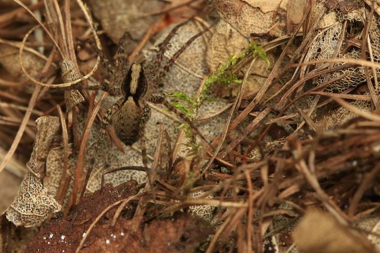 Pardose forestière © Marc Corail - Parc national des Ecrins