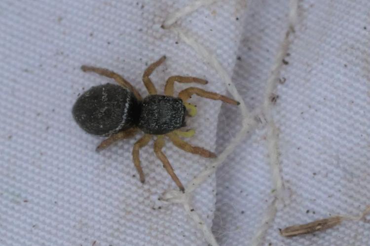 Heliophanus flavipes © Marc Corail - Parc national des Ecrins