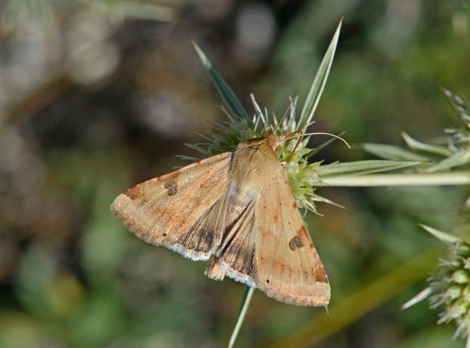 Noctuelle peltigère (La) © Jean Raillot - GRENHA