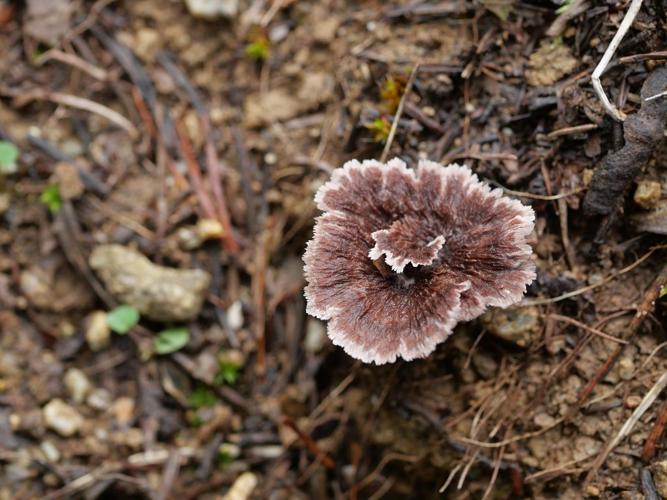 Thelephora caryophyllea © Marie-Geneviève Nicolas