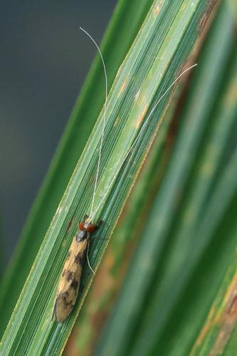 Mystacides longicornis © Marc Corail - Parc national des Ecrins