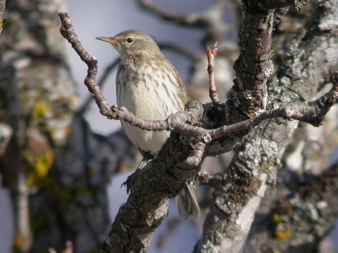 Pipit spioncelle en plumage d'hiver © Damien Combrisson - Parc national des Ecrins