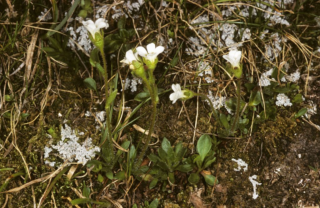 Saxifrage fausse Androsace © Bernard Nicollet - PNE