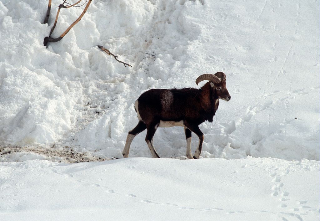Mouflon © PNE