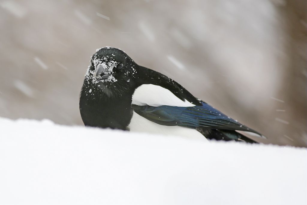 Pie bavarde dans la neige © Pascal Saulay - PNE